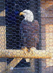 Bald Eagle in Zoo
